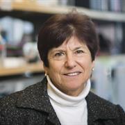 Gail Sonenshein