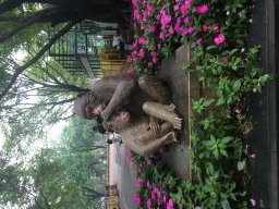 Linhua Wang