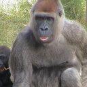Mark L Laudenslager