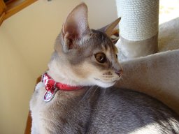 Yuki Kamide