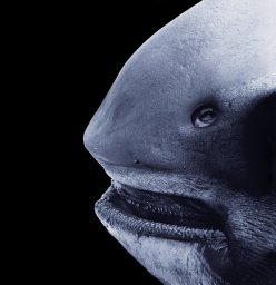 Sencer Akalin
