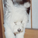 Shigeaki Koike