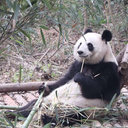 Tongcheng Fu