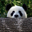 Jiale Wu