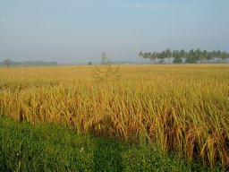 Venkataramana Mudili