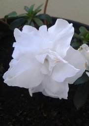 Maria Renata De M.B. Borin
