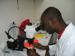 Sangaré Ibrahim