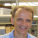 Slobodan M Todorovic