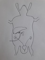 Zumrutdal E