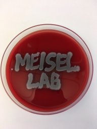 Meisel Marlies