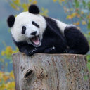 Junjie Pan