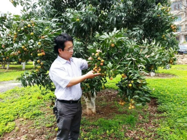 Xinping Luo