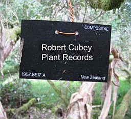 Robert Cubey