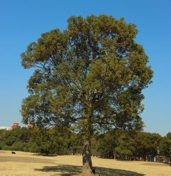 Qiujia Liu