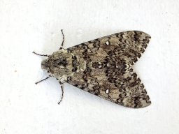 Francisca C. Almeida