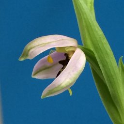 Heller-Dohmen Marion