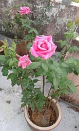Noor Haza Fazlin Hashim