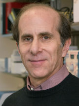 Kenneth S Zaret
