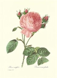 Aiying Zhang
