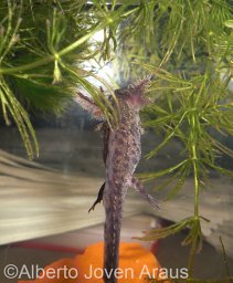 Alberto Joven