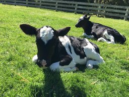 D A Yang