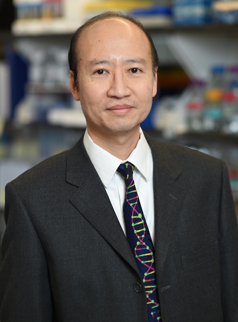 Stephen H Tsang