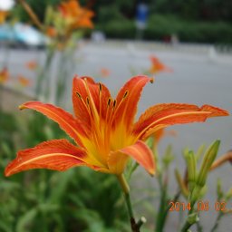 Huang Senpeng