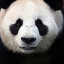 Pengxue Gai