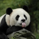 Xiaoping Fu