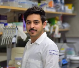 Sheikhi Amir