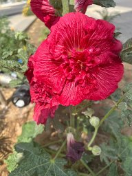 Ahmed Ali