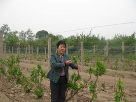 Xiaoping Tang
