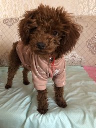 Yuan Lili
