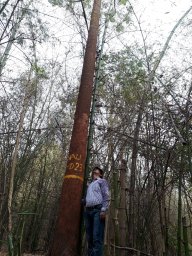 N. S. Thakur
