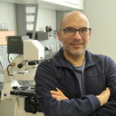 Fabio Falsone
