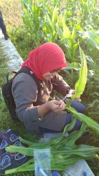 Fitri Widiantini
