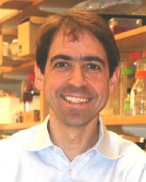 Peter Nigrovic