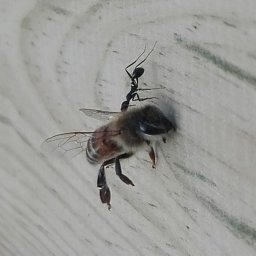 E. Placidi