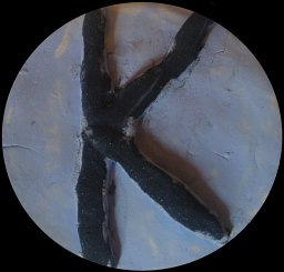 Kenny W. Dalgarno