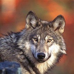 Christopher Wolf
