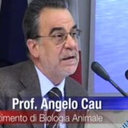 Angelo Cau