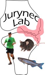 Jurynec Michael J