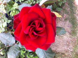 Al-Ansari Mysoon M