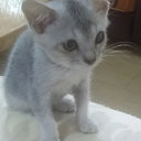 Wan Haslina Hassan