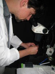 Árpád Karsai
