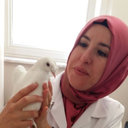Yasemin Korkut